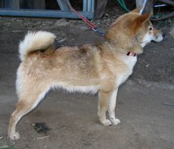 Sofia is a Red Sesame Shiba Inu