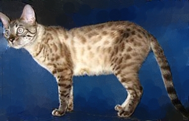 Snow Spotted Bengal cat