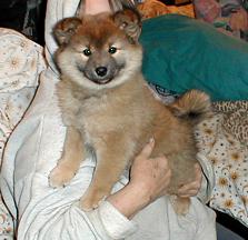 Long Haired Shiba Inu