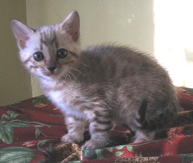 Bengal kitten for sale
