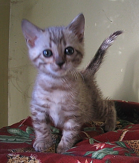 Bengal kittens for sale in Tucson, AZ