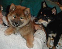 Shiba Inu Puppies An Update