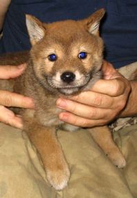 Shiba Inu puppies for sale