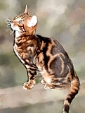 reference bengal cat queen marble Rose