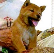 Shiba Inu puppy born Spring of 2000, red with white feet, now living in Portland, OR.