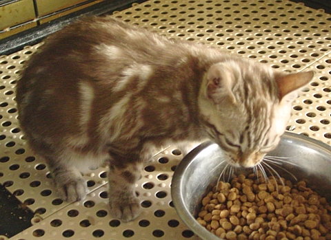 Bengal kitten for sale Tucson