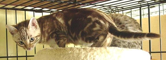 Bengal kitten for sale Tucson