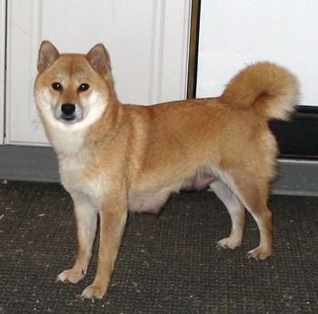 Jenny Woo, Shiba Inu female, mother of purebred Shiba puppies