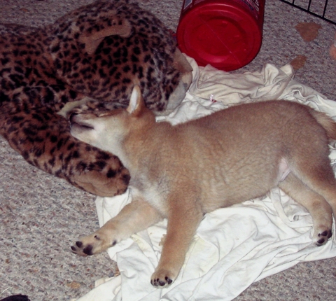 Shiba puppy with big cat friend