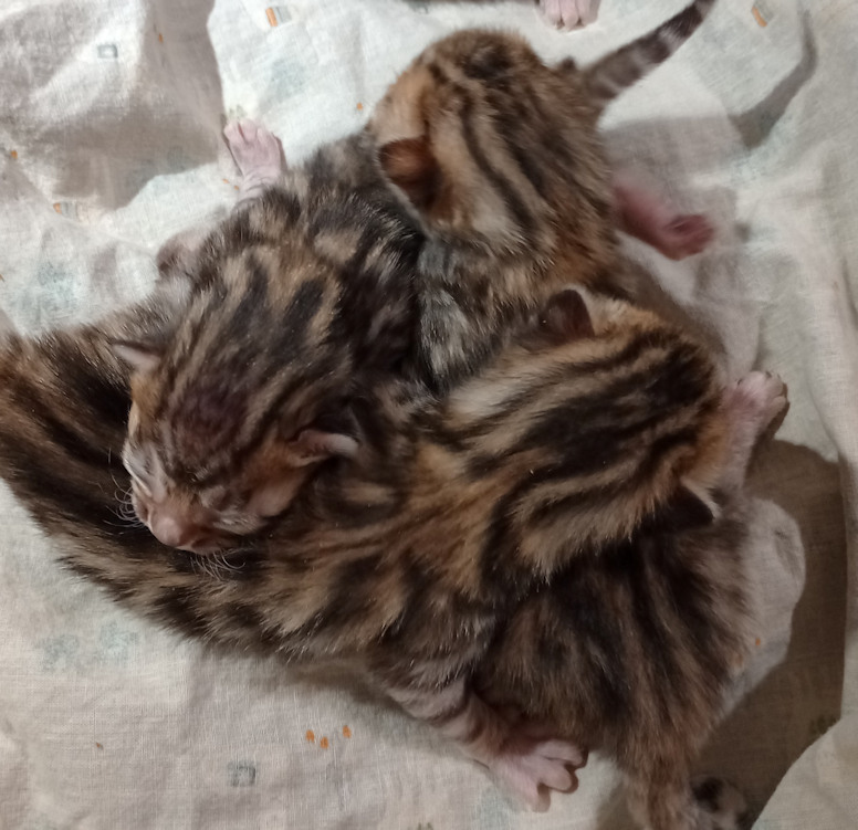 Bengal
kittens for
sale Tucson AZ
brown spotted
females Bengal
kittens for
sale Tucson AZ
brown spotted
females