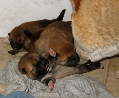 Shiba inu puppies, shiba Inu, puppies for sale