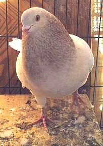 Texan Pioneer pigeon, squabbing pigeon, show pigeon, squab, ash red cock front view