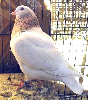 Texan Pioneer pigeon, squabbing pigeon, show pigeon, squab, ash red cock looking left