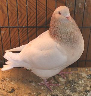 Texan Pioneer pigeon, squabbing pigeon, show pigeon, squab, ash red cock looking right