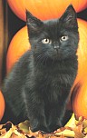 Bengal
                            kittens for sale Tucson AZ