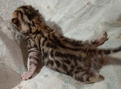 Bengal
kitten for
sale Tucson,
AZ male brown
spotted Bengal
kitten for
sale Tucson,
AZ male brown
spotted