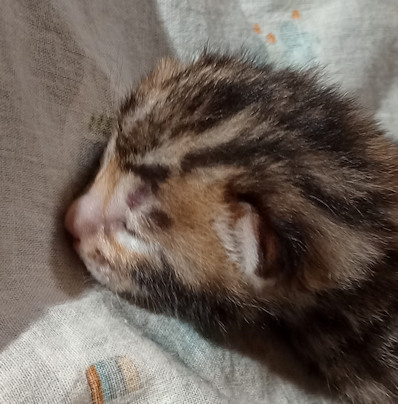 Bengal
kitten for
sale Tucson AZ
brown spotted
male Bengal
kitten for
sale Tucson AZ
brown spotted
male