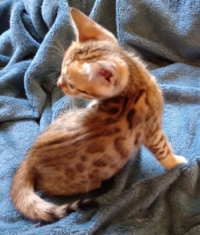 Bengal kitten
                                                    for sale Tucson, AZ