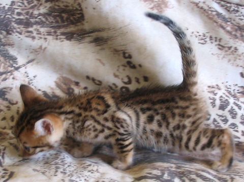 female bengal kitten for sale