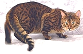reference bengal cat stud Brutis
