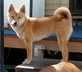 Buffy, young female Shiba Inu