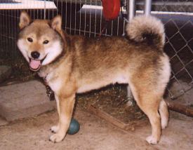 Casey is solid muscle. He is built like the wild boar his breed was bred to hunt.