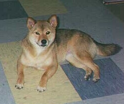 Chikara is sister to Casey, whose picture is coming soon. They are both red sesame.