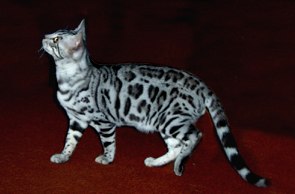 Silver spotted Bengal Cat
