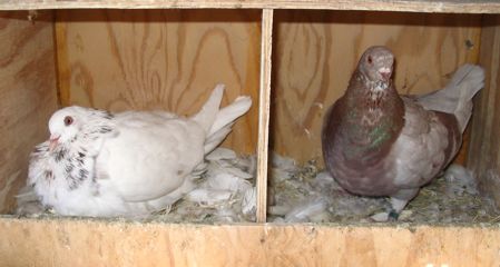 Texan Pioneer pigeons, ash red breeding pair on nest