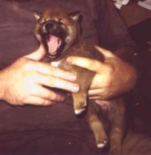 Conan is getting pretty sleepy.