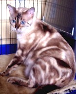 Crystal, Bengal cat queen