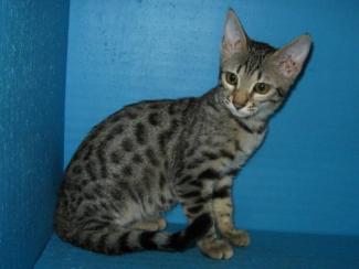 Bebe female spotted Bengal kitten available San Diego