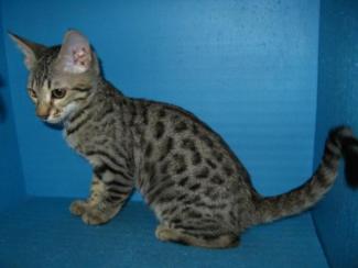 Bebe female spotted Bengal kitten available San Diego