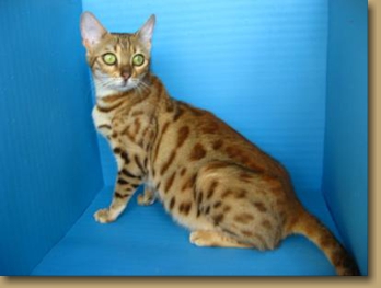 Bengal kittens for sale San Diego