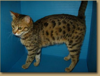 Bengal kittens for sale San Diego