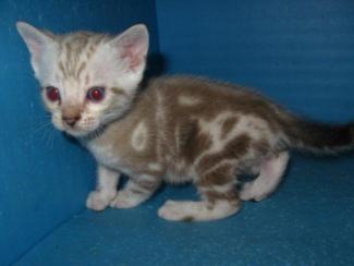 Snow Marble Bengal kitten for sale San Deigo