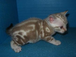Snow Marble Bengal kitten for sale San Deigo