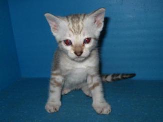 Snow Marble Bengal kitten for sale San Diego