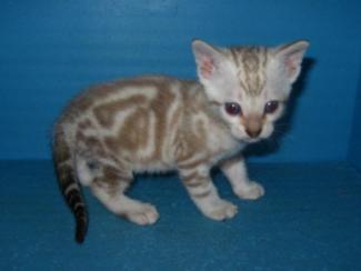 Snow Marble Bengal kitten for sale San Deigo