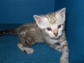 Snow Marble Bengal kitten for sale San Deigo