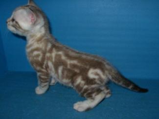 Snow Marble Bengal kitten for sale San Deigo