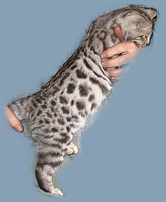 silver bengal kitten for sale