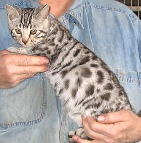 silver bengal kitten for sale