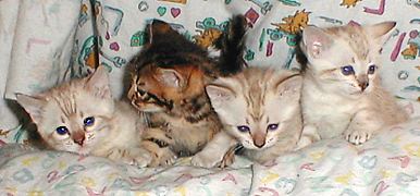 Bengal kittens and cats from
                  Littlewolf Cattey Tucson, AZ