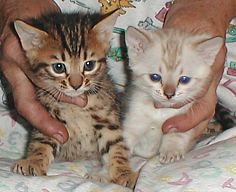 Bengal kittens and cats in Tucson, AZ