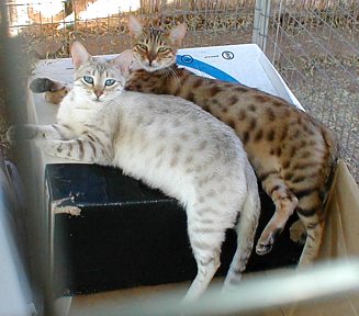 Bengal kittens and cats from Littlewolf Cattey
                  Tucson, AZ