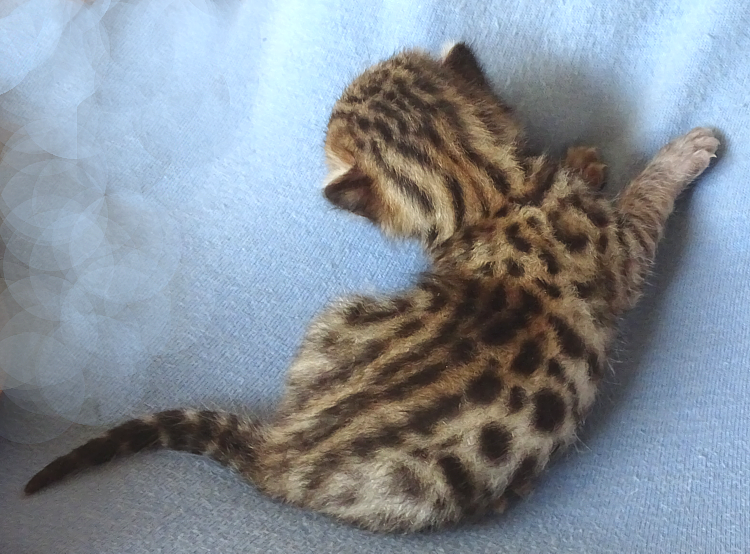 Bengal kittens and cats from
                  Littlewolf Cattey Tucson, AZ