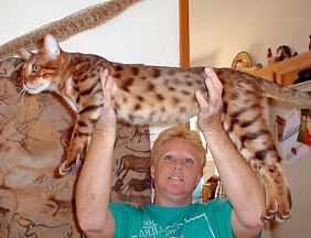 Bengal kittens and cats from
                  Littlewolf Cattey Tucson, AZ