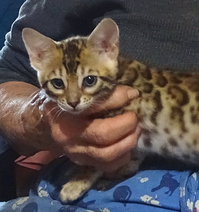 Bengal kittens and cats from Littlewolf Cattey
                  Tucson, AZ