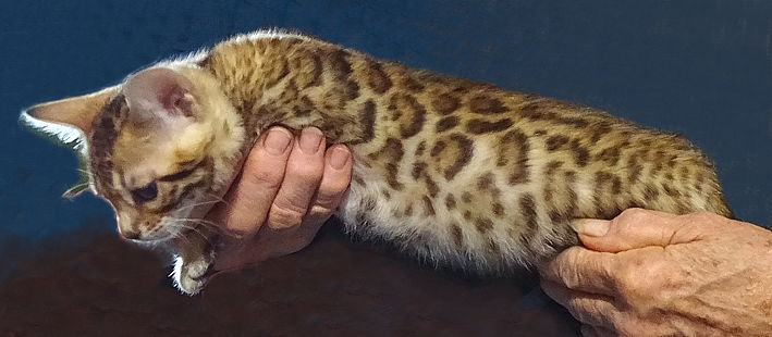 Bengal kittens and cats from
                  Littlewolf Cattey Tucson, AZ